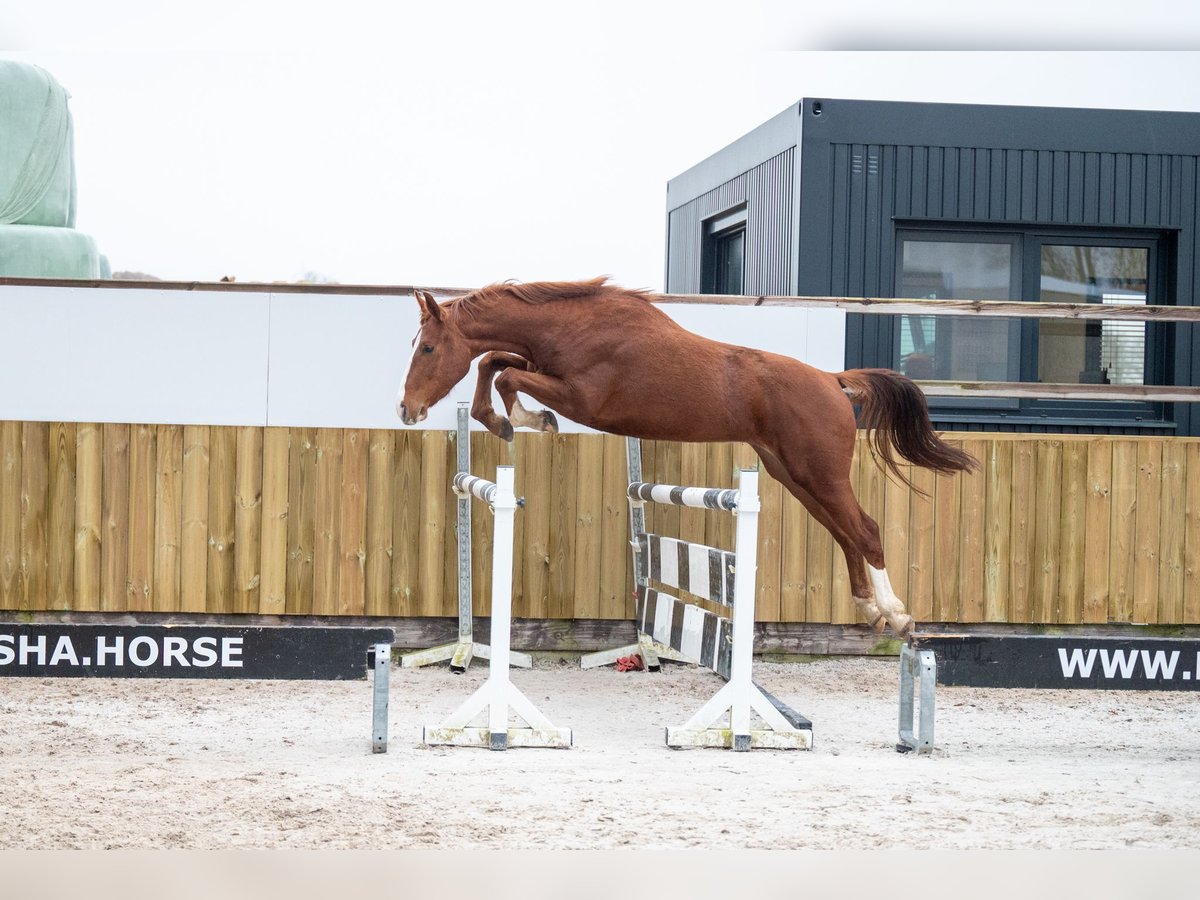 Belgijski koń gorącokrwisty Ogier 3 lat 158 cm Ciemnokasztanowata in Bocholt