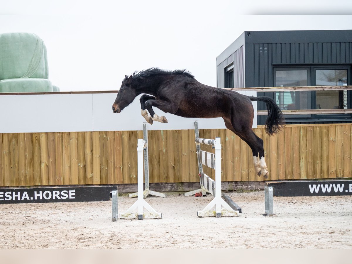 Belgijski koń gorącokrwisty Ogier 3 lat 170 cm Ciemnogniada in Bocholt