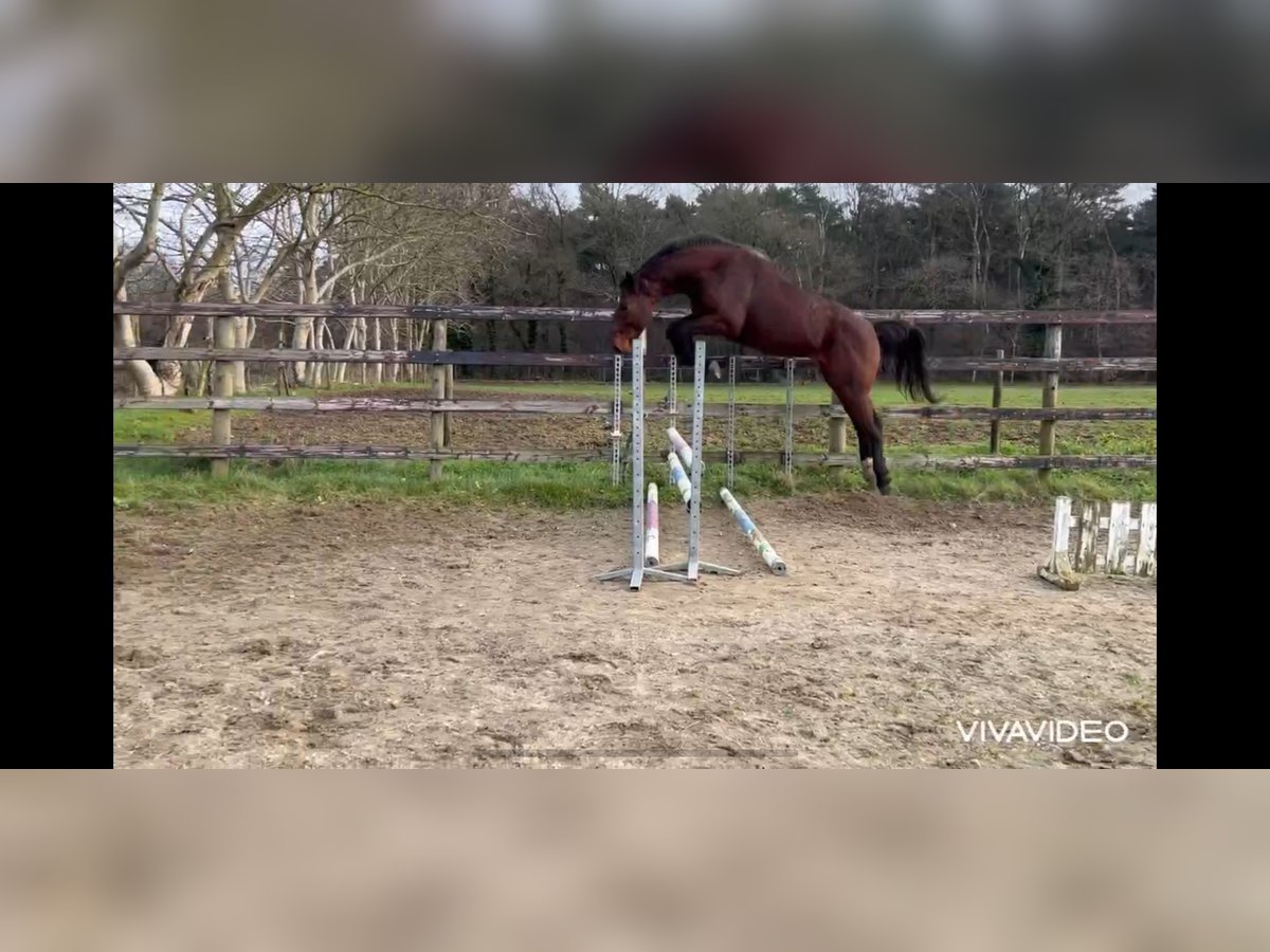 Belgijski koń gorącokrwisty Ogier 4 lat 171 cm Gniada in Neerglabbeek