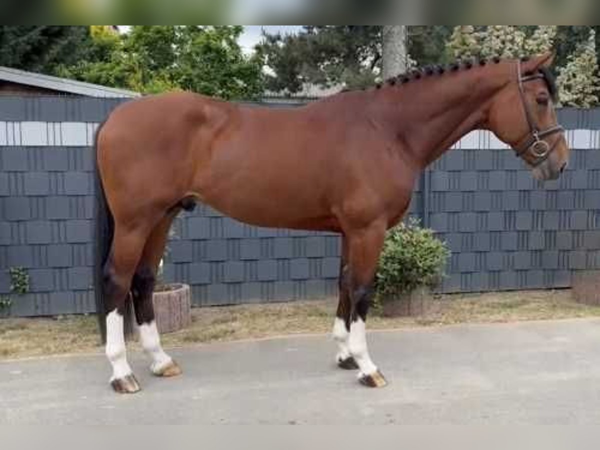 Belgijski koń gorącokrwisty Ogier 5 lat 170 cm Gniada in Bladel