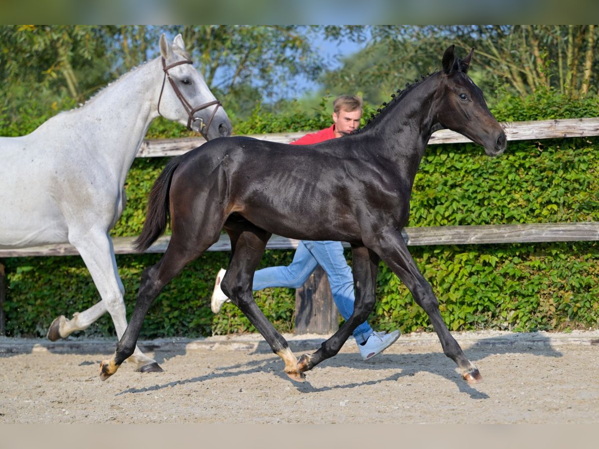 Belgijski koń gorącokrwisty Ogier Źrebak (03/2024) Ciemnogniada in Oud-Heverlee