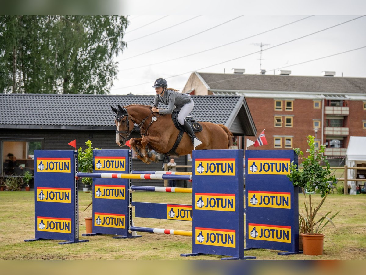 Belgijski koń gorącokrwisty Wałach 12 lat 172 cm Ciemnokasztanowata in Sannidal