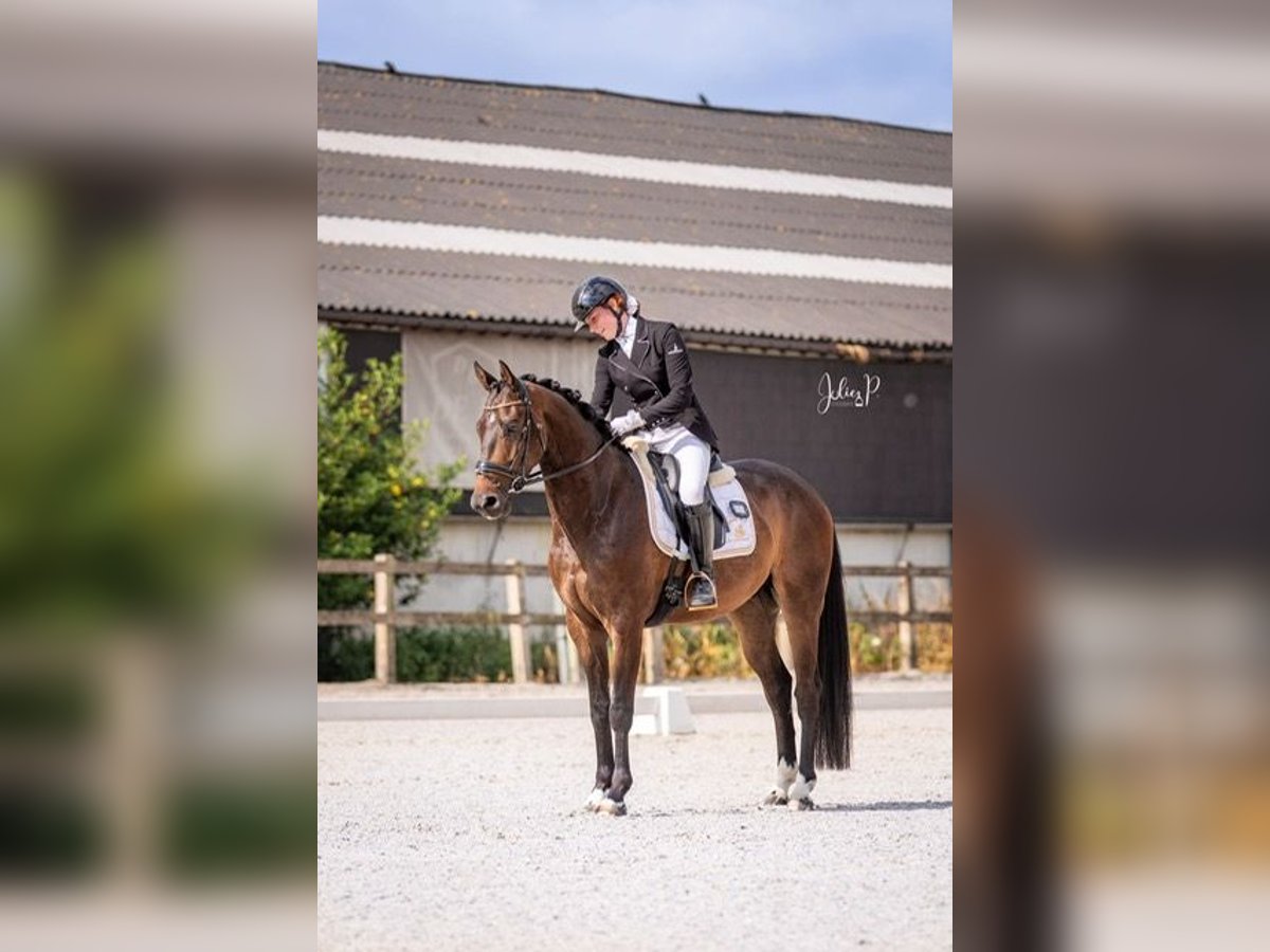 Belgijski koń gorącokrwisty Wałach 5 lat 160 cm Ciemnogniada in Beveren-waas
