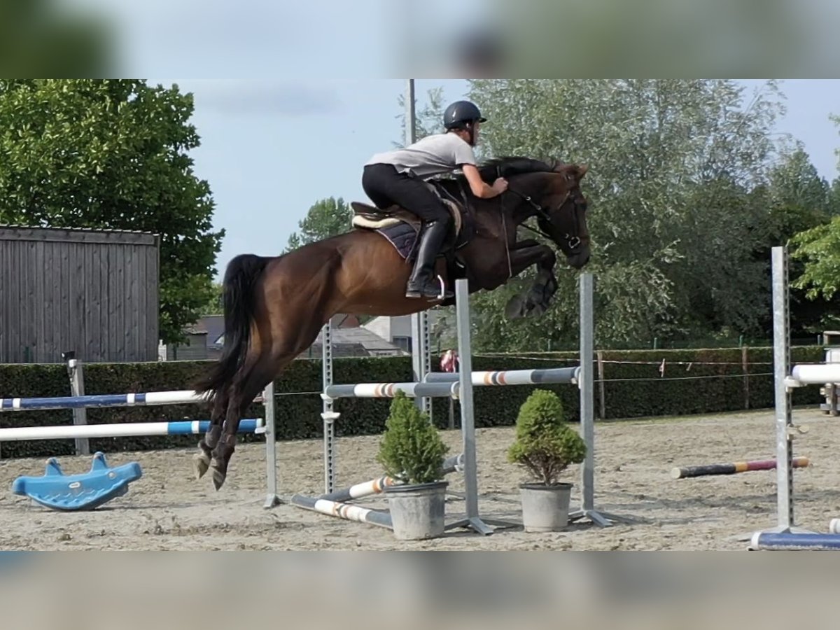 Belgijski koń gorącokrwisty Wałach 5 lat 168 cm Gniada in Smetlede