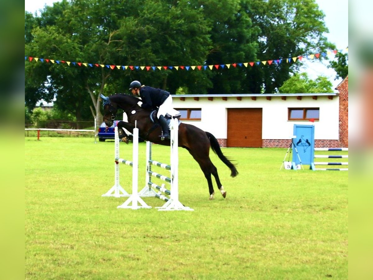 Belgijski koń gorącokrwisty Wałach 6 lat 163 cm Ciemnogniada in Lärz