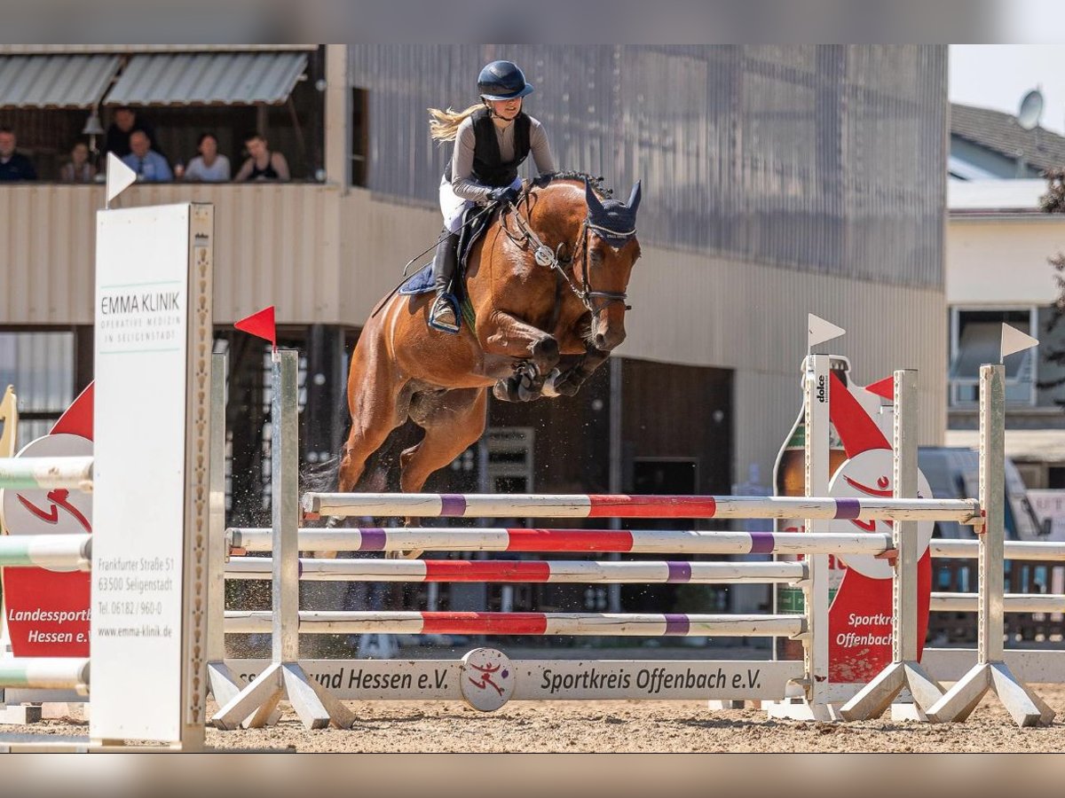 Belgijski koń gorącokrwisty Wałach 6 lat 167 cm Gniada in W&#xE4;chtersbach