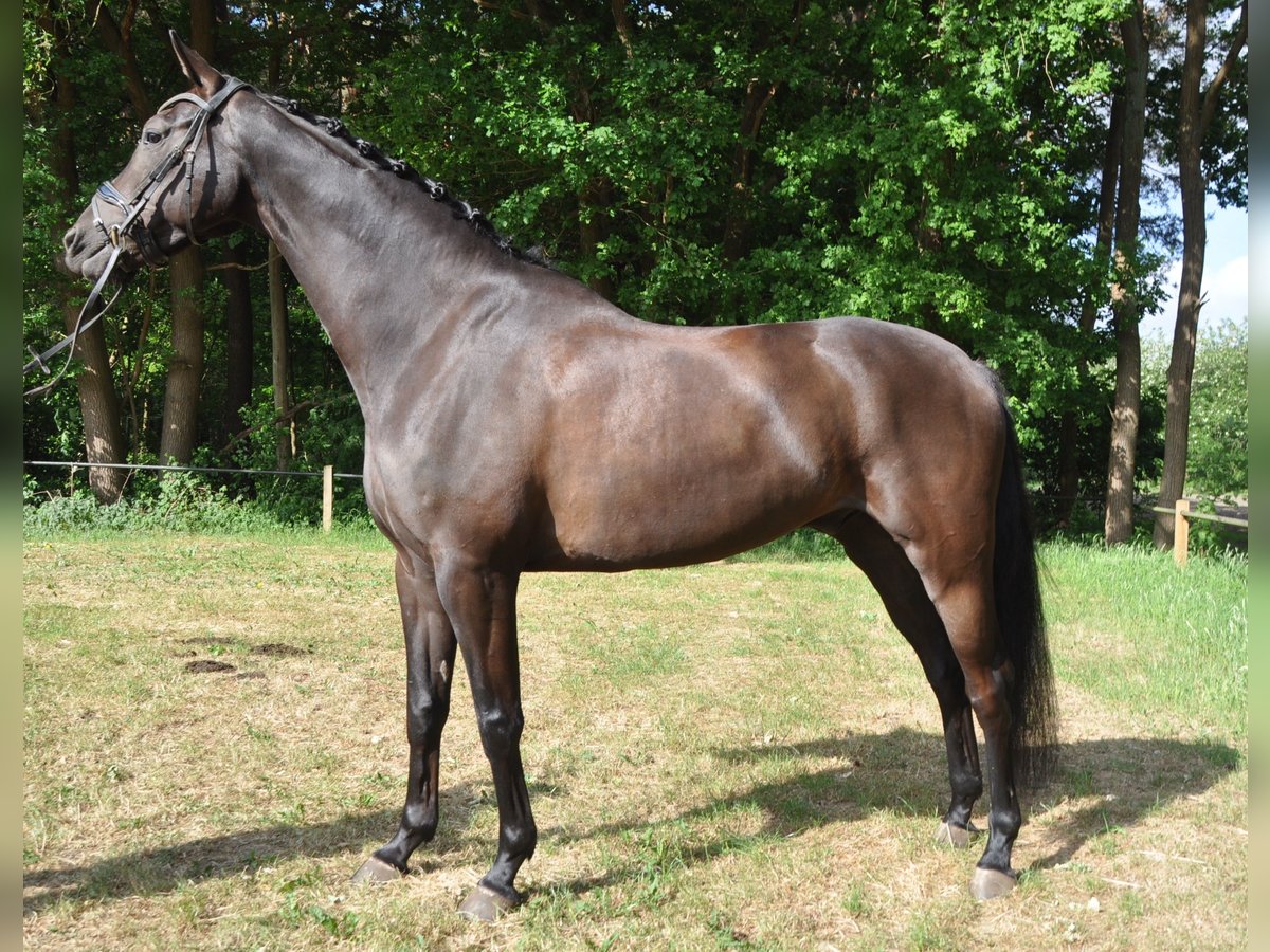 Belgijski koń gorącokrwisty Wałach 6 lat 168 cm Kara in Meerhout