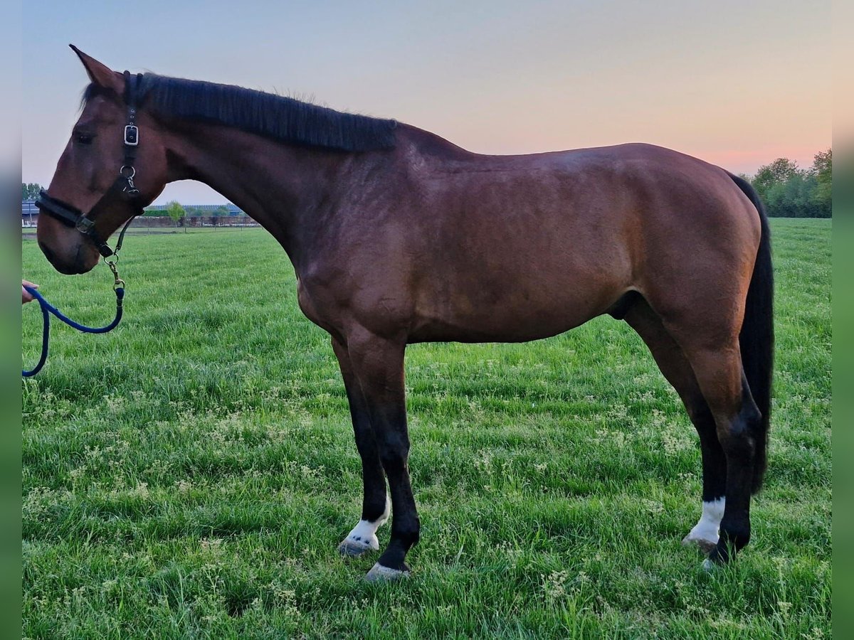 Belgijski koń gorącokrwisty Wałach 6 lat 173 cm Gniada in GROTE-BROGEL