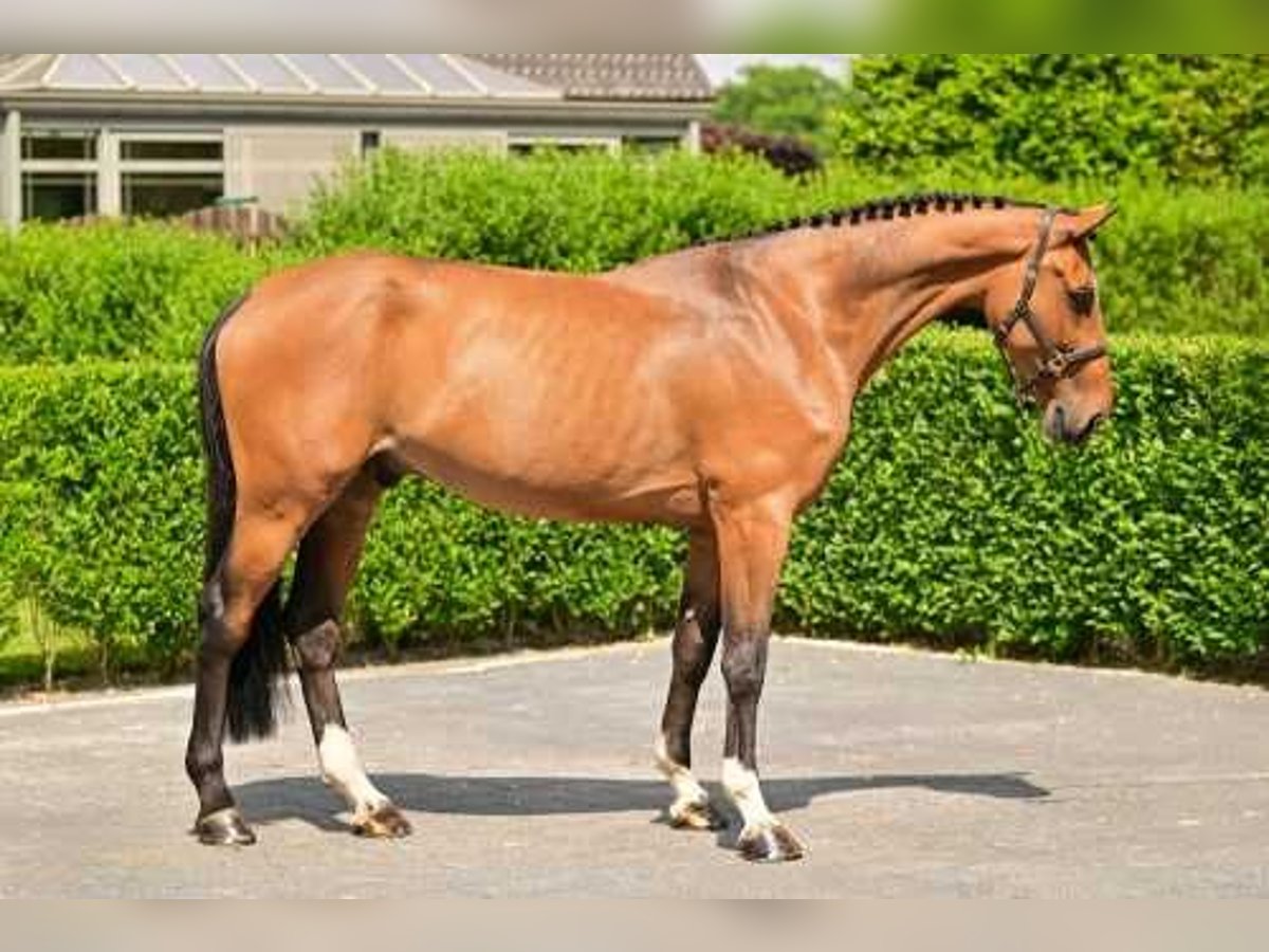 Belgijski koń gorącokrwisty Wałach 7 lat 169 cm Gniada in Bladel