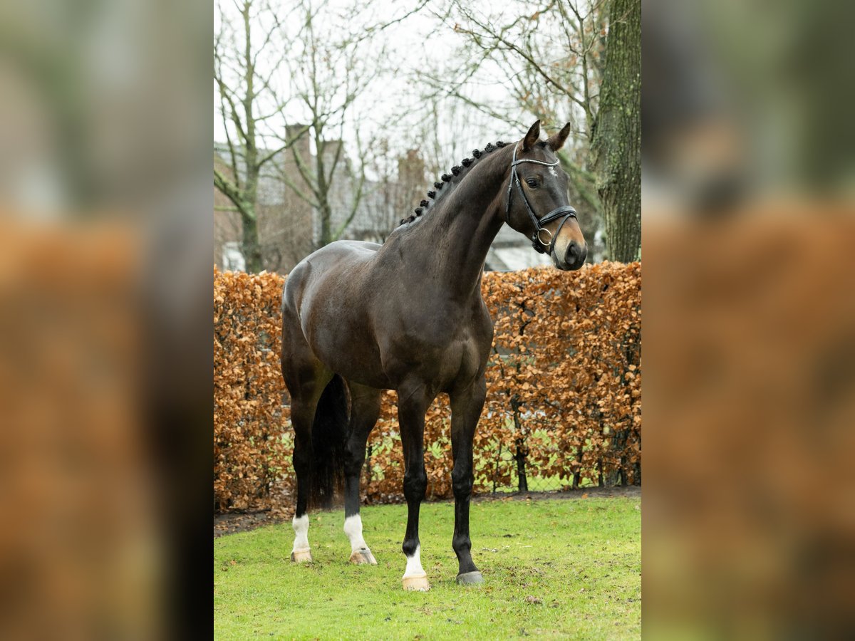 Belgijski koń gorącokrwisty Wałach 7 lat 178 cm in Ulvenhout