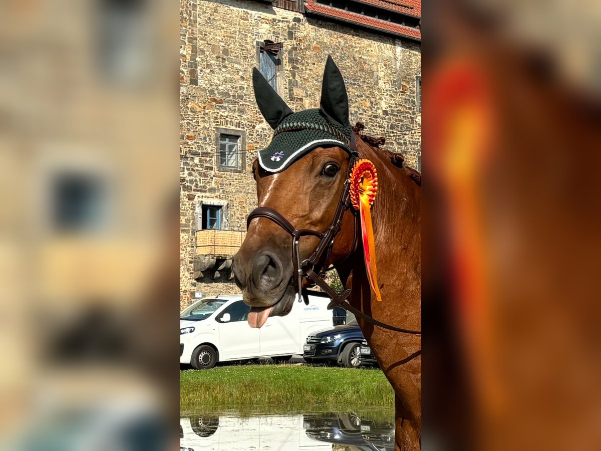 Belgijski koń gorącokrwisty Wałach 8 lat 165 cm Kasztanowata in Lehrte