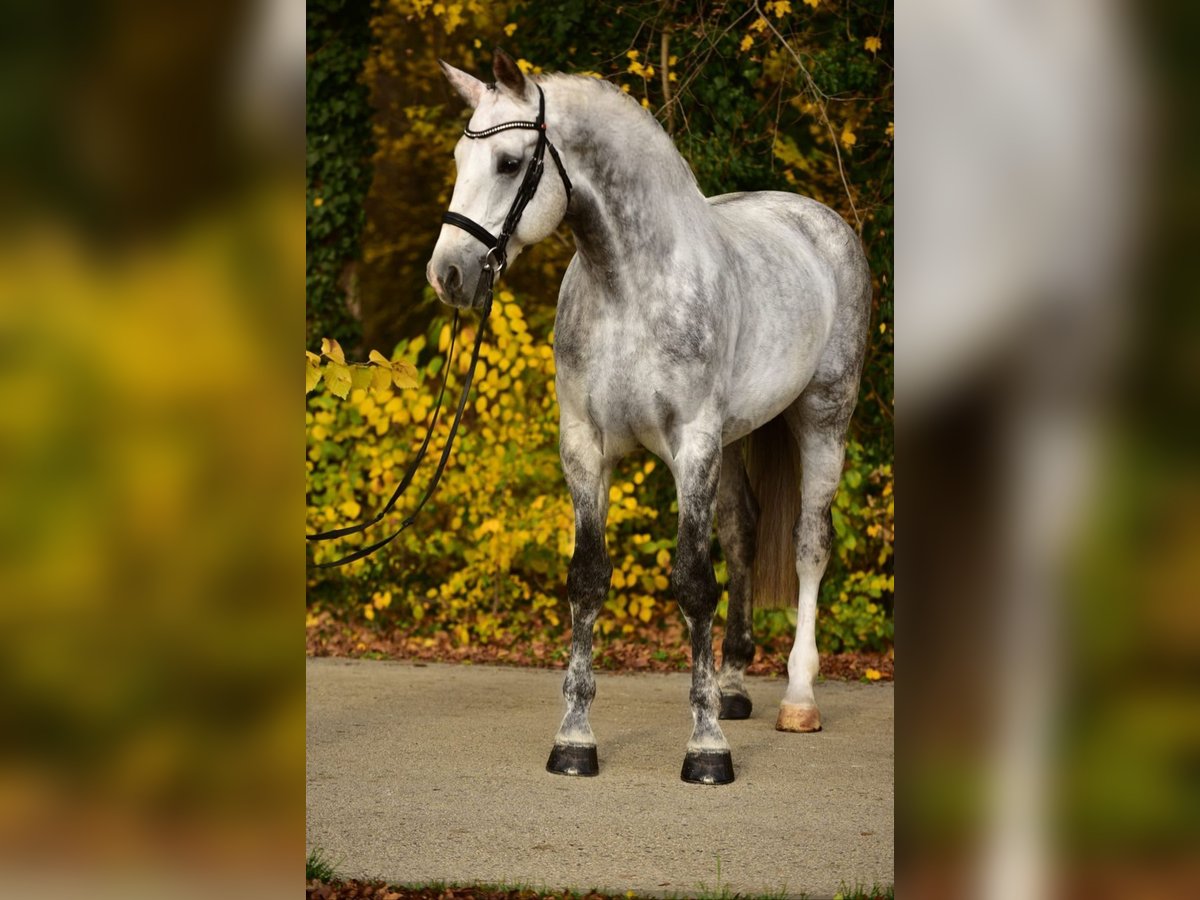 Belgijski koń gorącokrwisty Wałach 8 lat 172 cm Siwa in B&#xE9;k&#xE9;sszentandr&#xE1;s