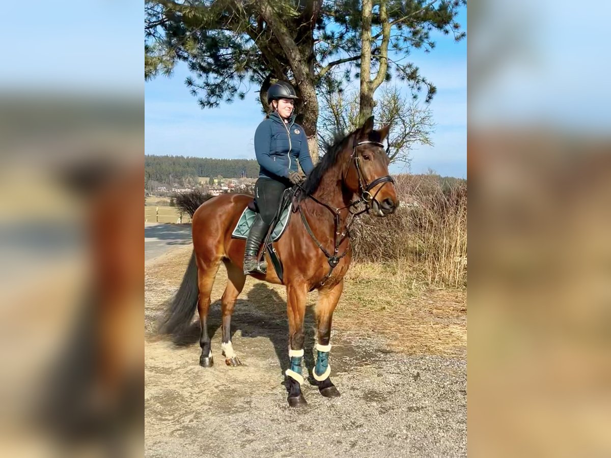Belgijski koń gorącokrwisty Wałach 9 lat 166 cm Gniada in Pelmberg
