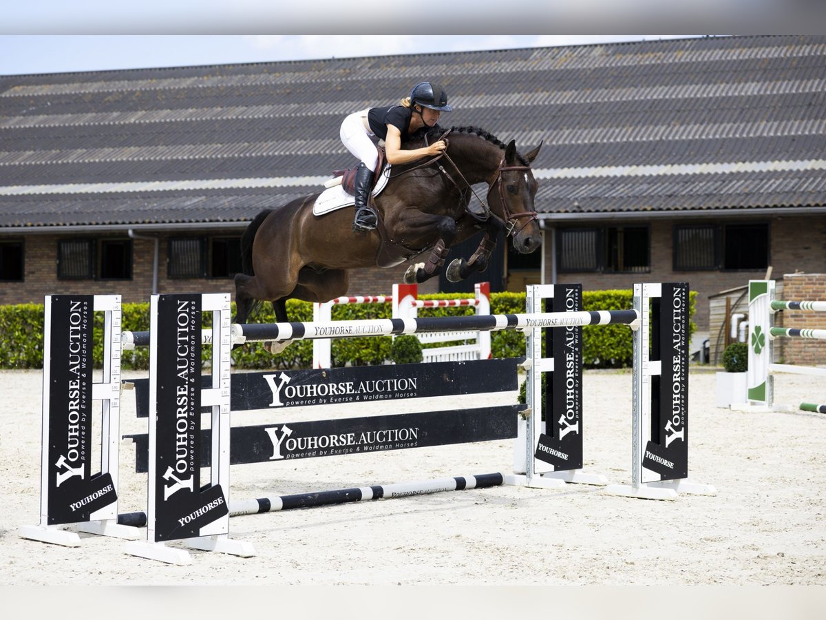 Belgijski koń gorącokrwisty Wałach 9 lat 167 cm Ciemnogniada in Waddinxveen