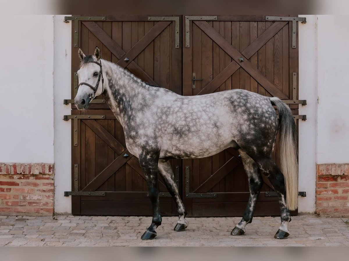Belgijski koń gorącokrwisty Wałach 9 lat 168 cm Siwa in K&#xF3;rnik