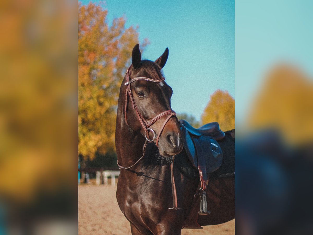 Belgijski koń gorącokrwisty Wałach 10 lat 165 cm Ciemnogniada in Reuver