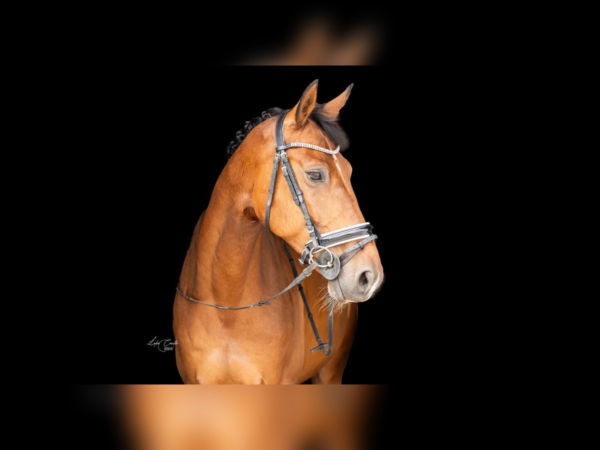 Belgijski koń gorącokrwisty Wałach 10 lat 165 cm in Westerlo