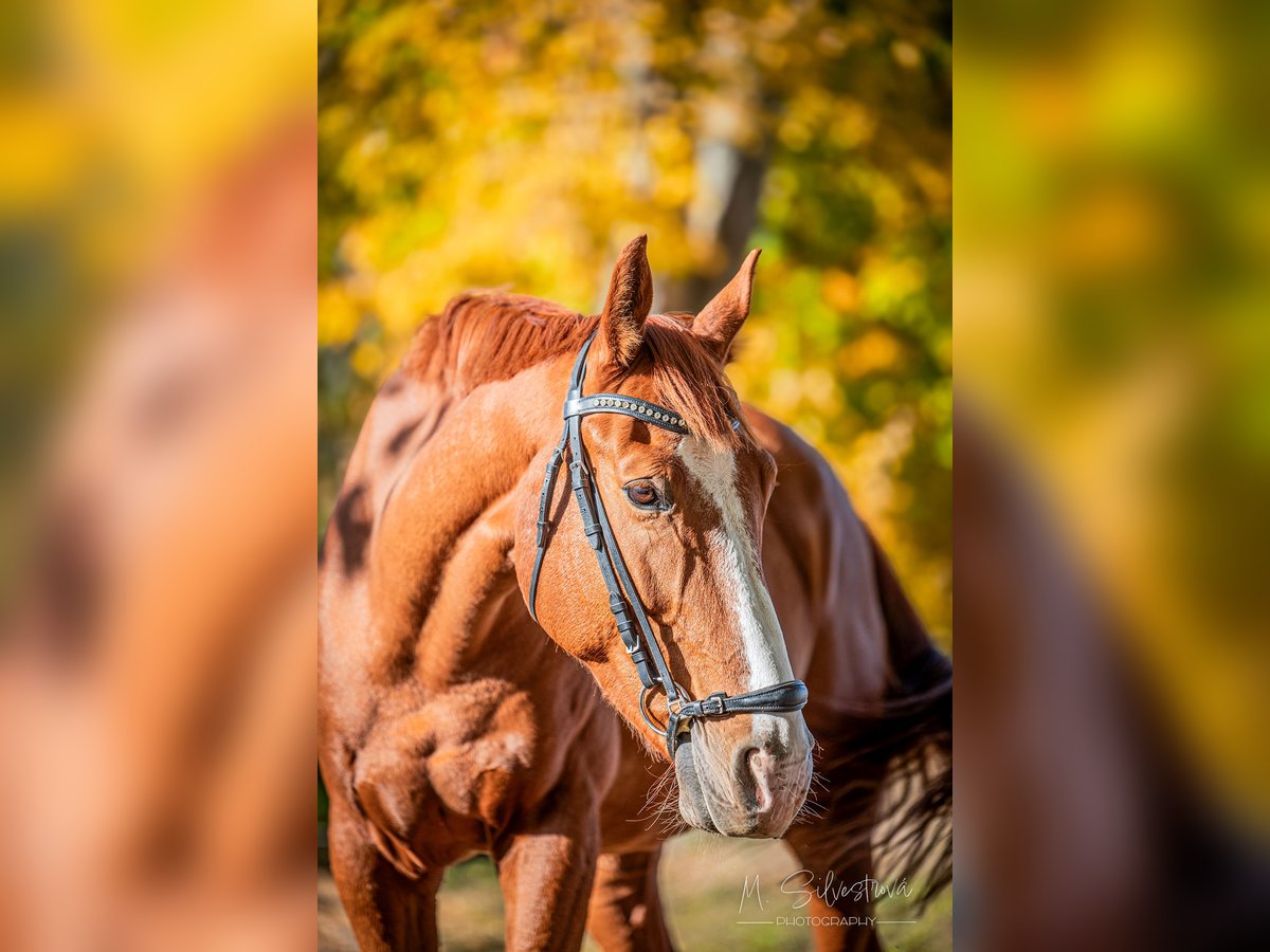 Belgijski koń gorącokrwisty Wałach 11 lat 169 cm Ciemnokasztanowata in Brno