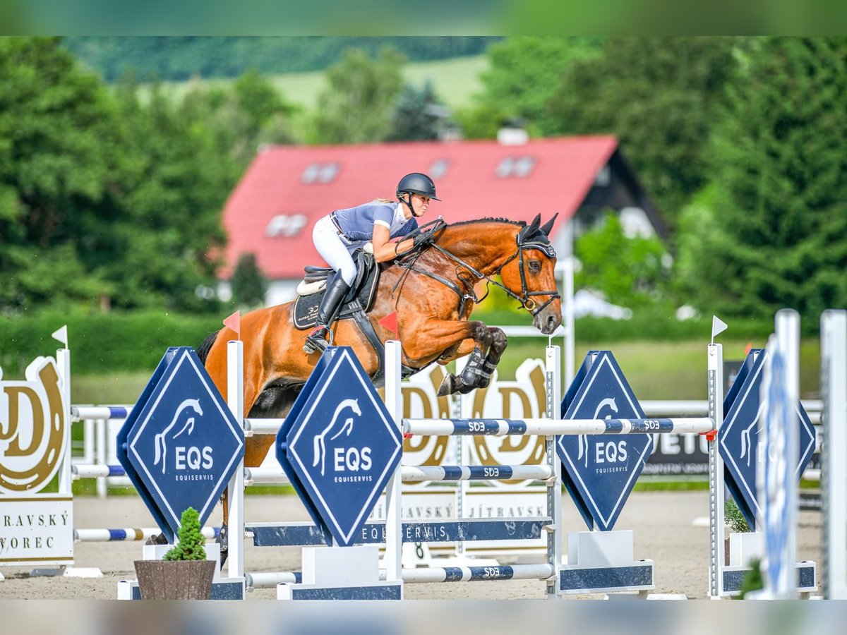 Belgijski koń gorącokrwisty Wałach 11 lat 170 cm Gniada in Ptyrov