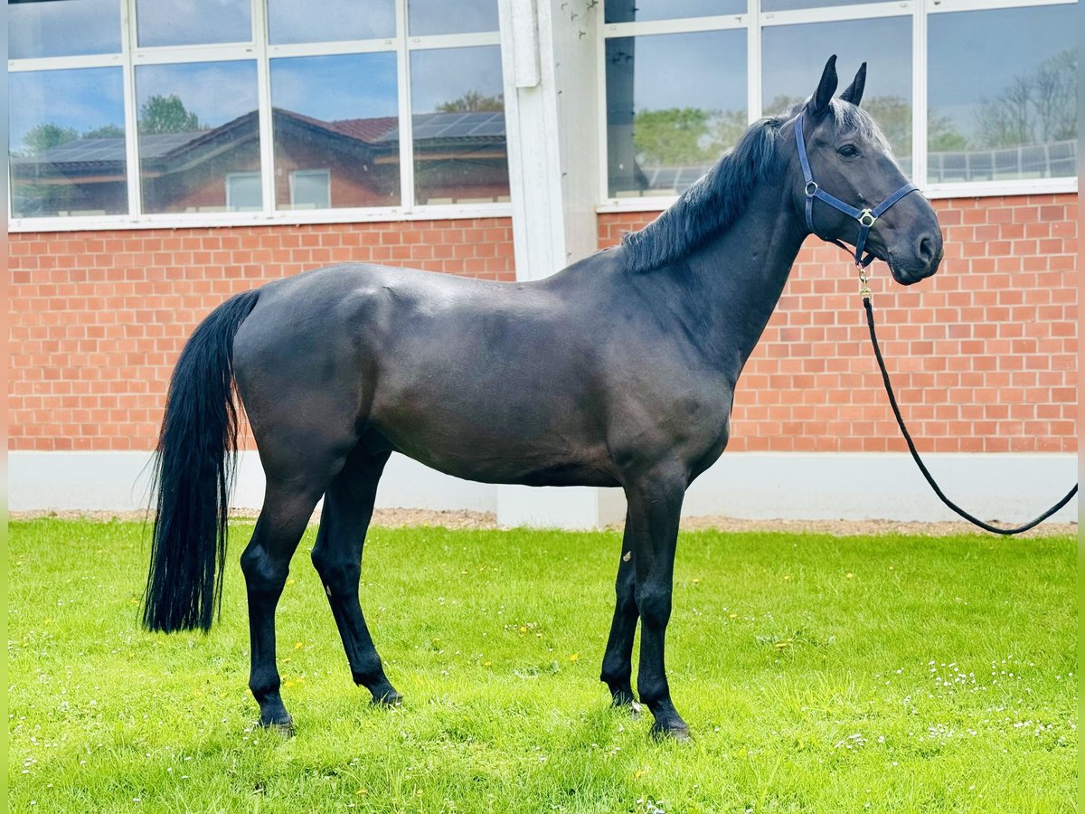 Belgijski koń gorącokrwisty Wałach 12 lat 180 cm Skarogniada in Zülpich
