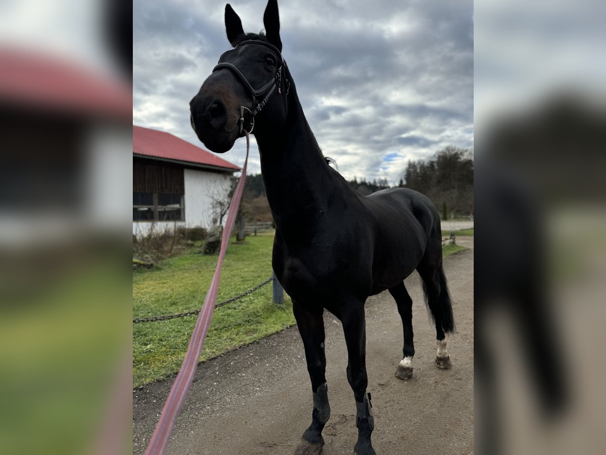 Belgijski koń gorącokrwisty Wałach 13 lat 173 cm Ciemnogniada in Klagenfurt