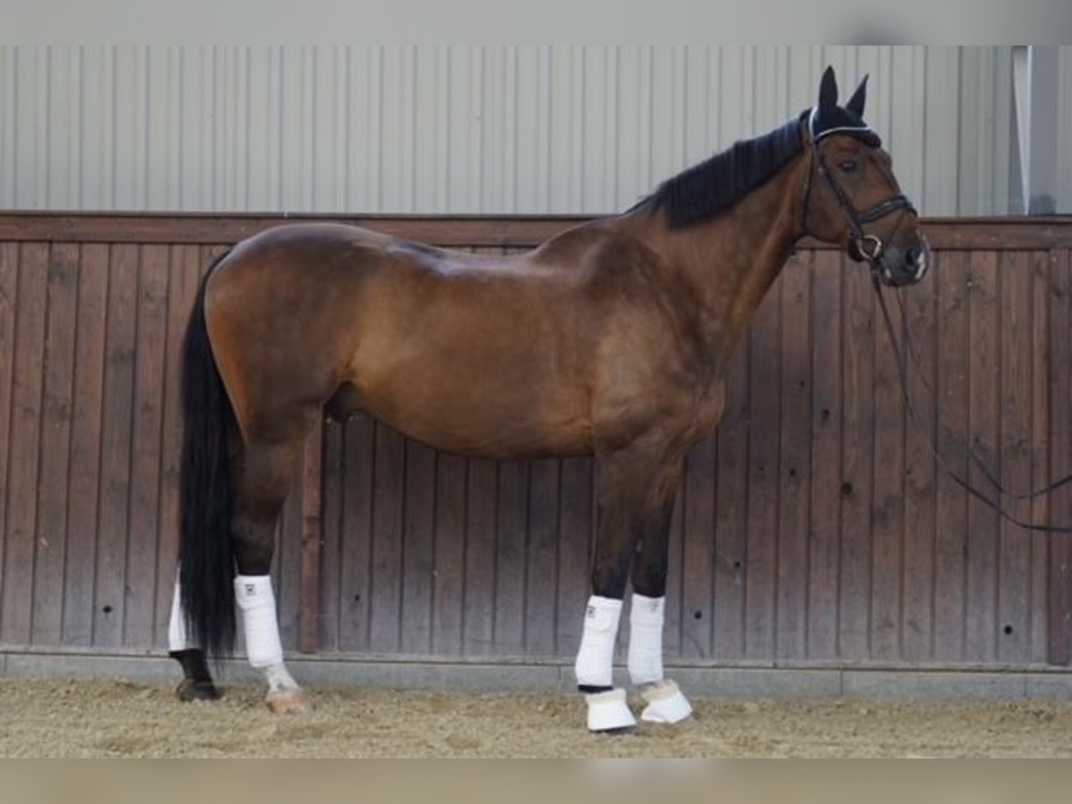 Belgijski koń gorącokrwisty Wałach 14 lat 170 cm Gniada in Monor