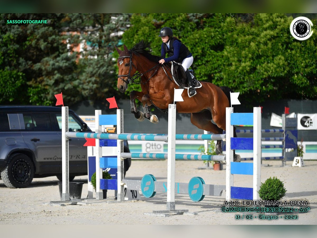 Belgijski koń gorącokrwisty Wałach 14 lat 173 cm Gniada in SARZANA