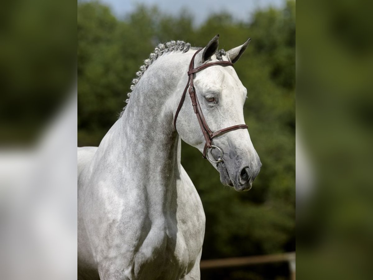 Belgijski koń gorącokrwisty Wałach 15 lat 163 cm Siwa in Penzance