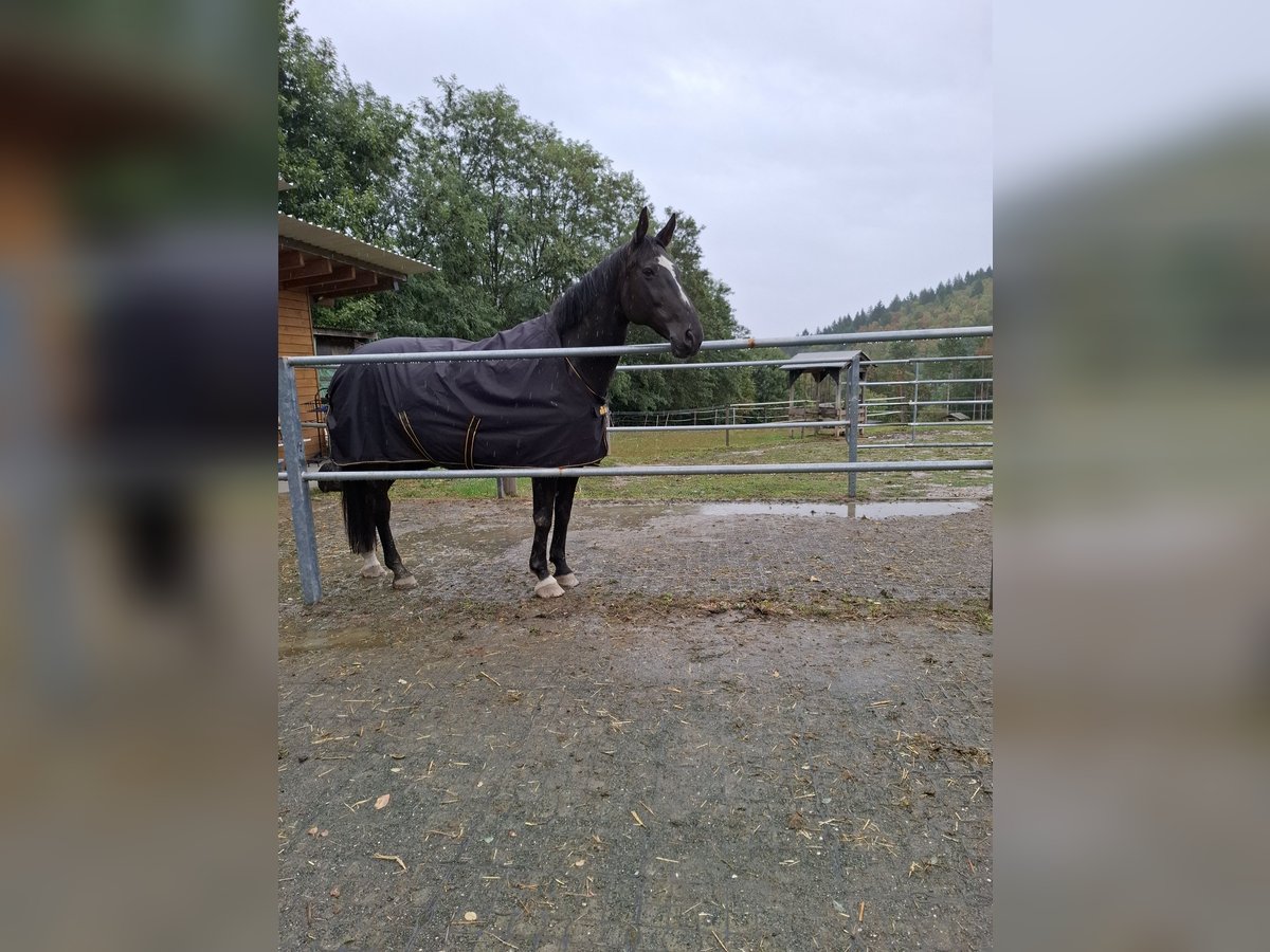 Belgijski koń gorącokrwisty Wałach 16 lat 165 cm Ciemnogniada in Hammerteich