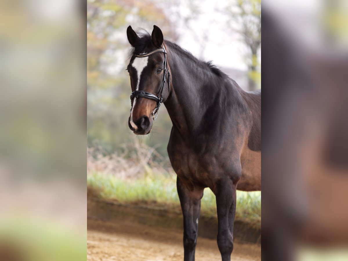 Belgijski koń gorącokrwisty Wałach 16 lat 172 cm Gniada in Essen