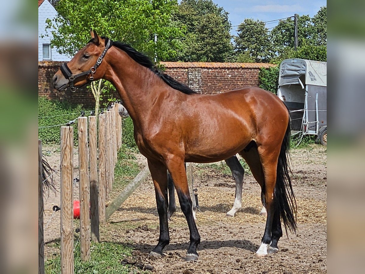 Belgijski koń gorącokrwisty Wałach 2 lat 164 cm Gniada in Ath