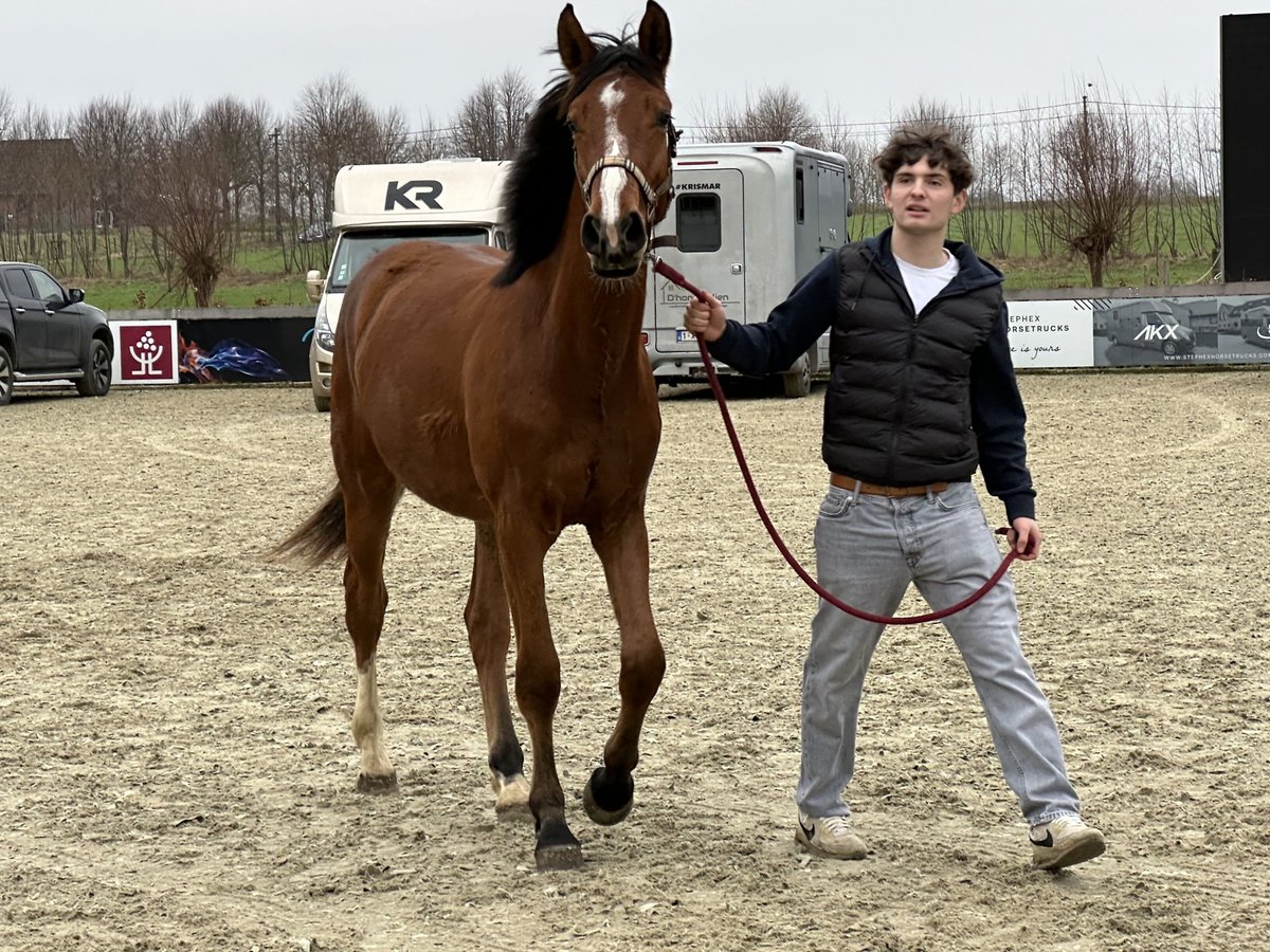 Belgijski koń gorącokrwisty Wałach 2 lat in Nevele