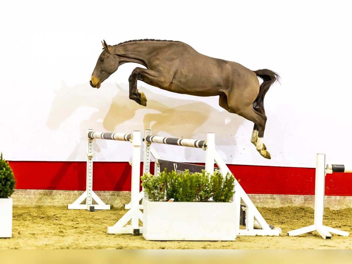 Belgijski koń gorącokrwisty Wałach 3 lat 160 cm Gniada in Waddinxveen