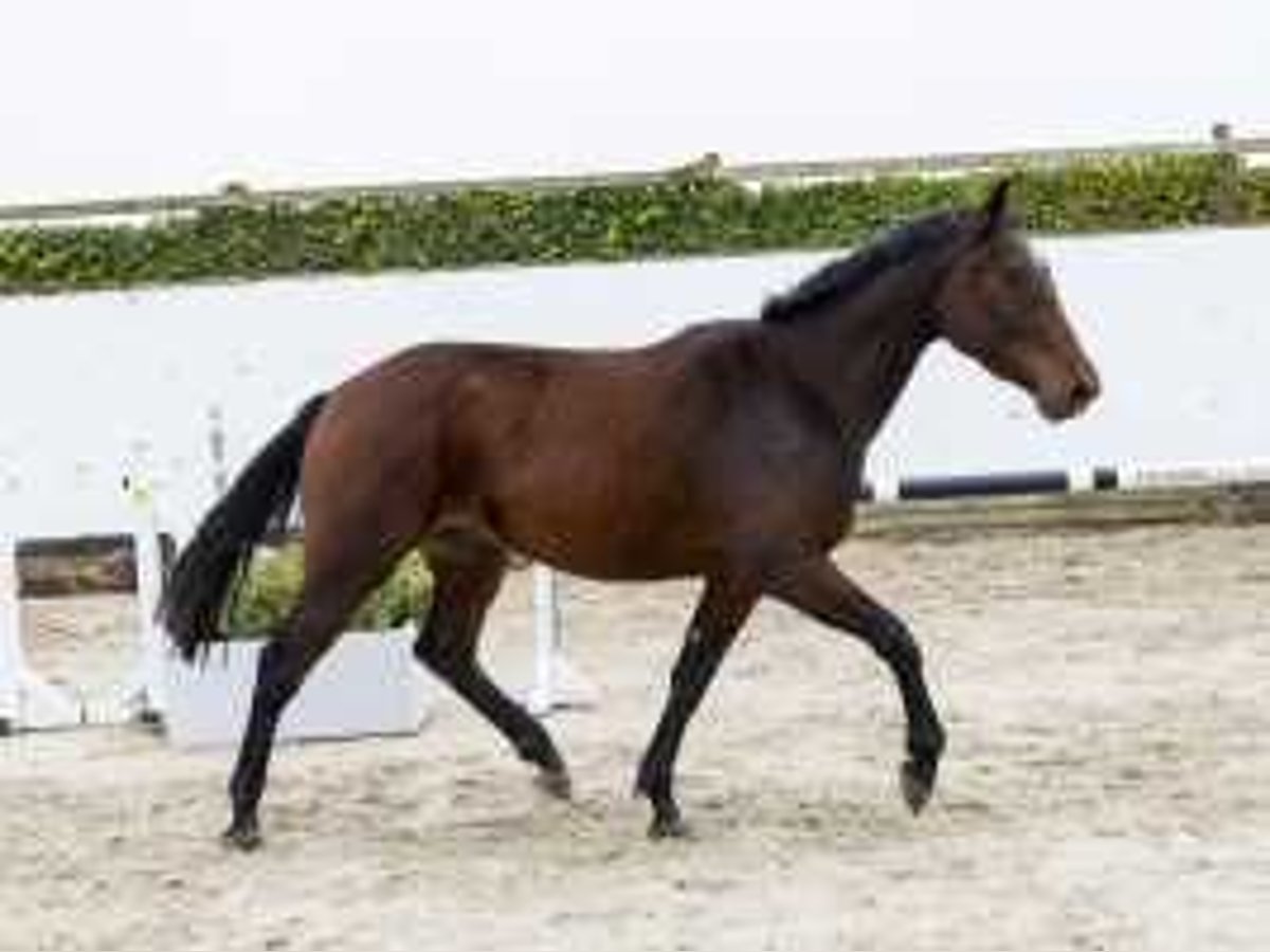 Belgijski koń gorącokrwisty Wałach 3 lat 164 cm Gniada in Waddinxveen