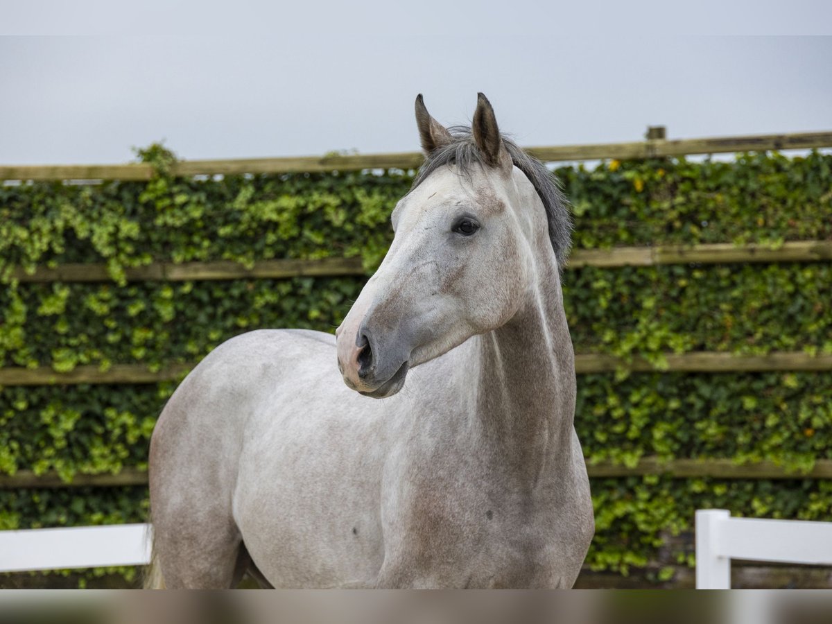 Belgijski koń gorącokrwisty Wałach 3 lat 165 cm Siwa in Waddinxveen