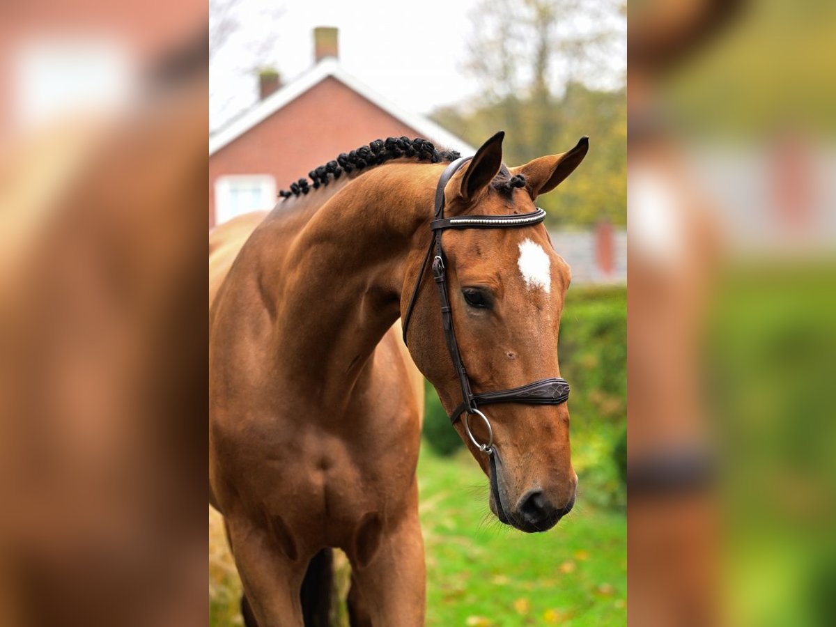 Belgijski koń gorącokrwisty Wałach 3 lat 167 cm Gniada in Bladel