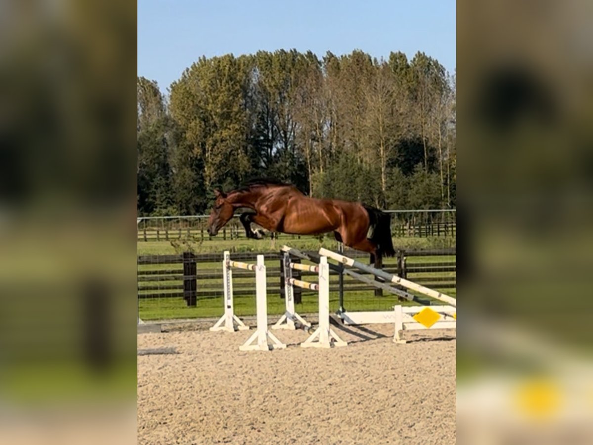 Belgijski koń gorącokrwisty Wałach 3 lat 168 cm Gniada in Sint-Katherina-Lombeek