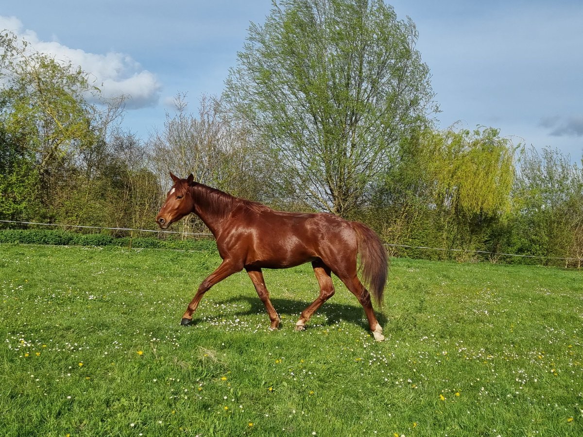Belgijski koń gorącokrwisty Wałach 4 lat 156 cm Ciemnokasztanowata in Poses