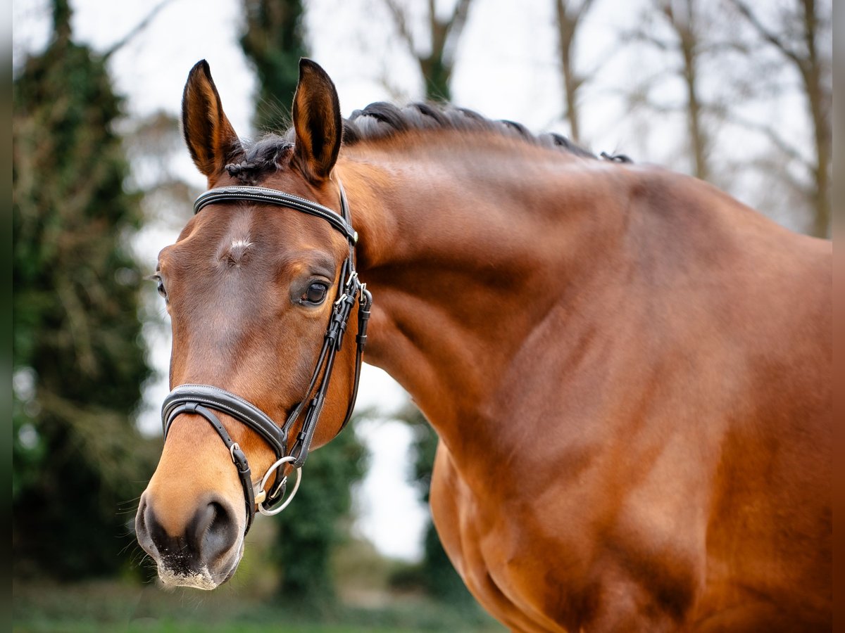 Belgijski koń gorącokrwisty Wałach 4 lat 160 cm Gniada in Duffel