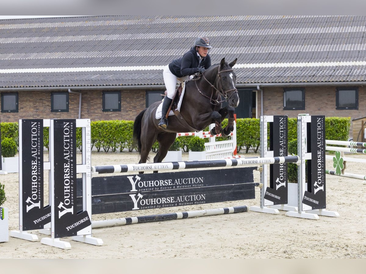 Belgijski koń gorącokrwisty Wałach 4 lat 162 cm Kara in Waddinxveen