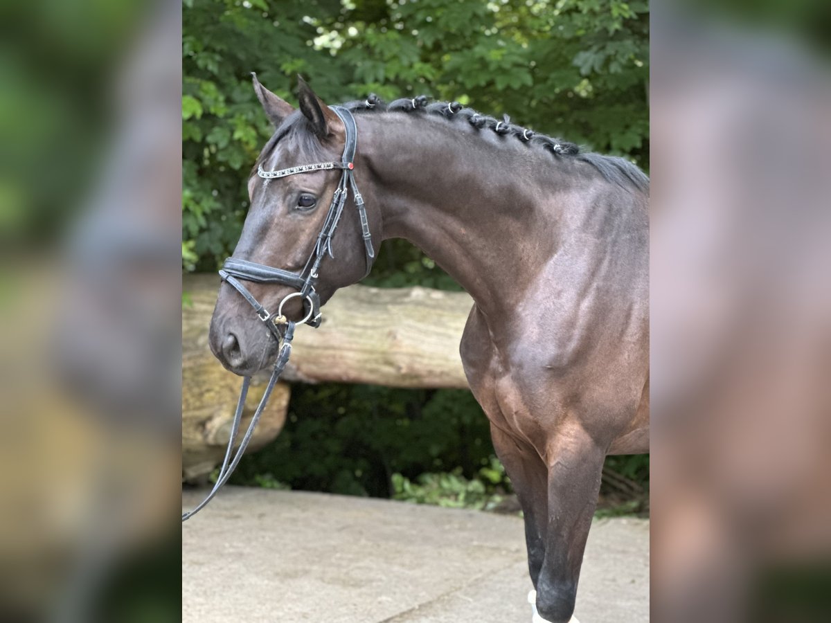 Belgijski koń gorącokrwisty Wałach 4 lat 165 cm in Witten