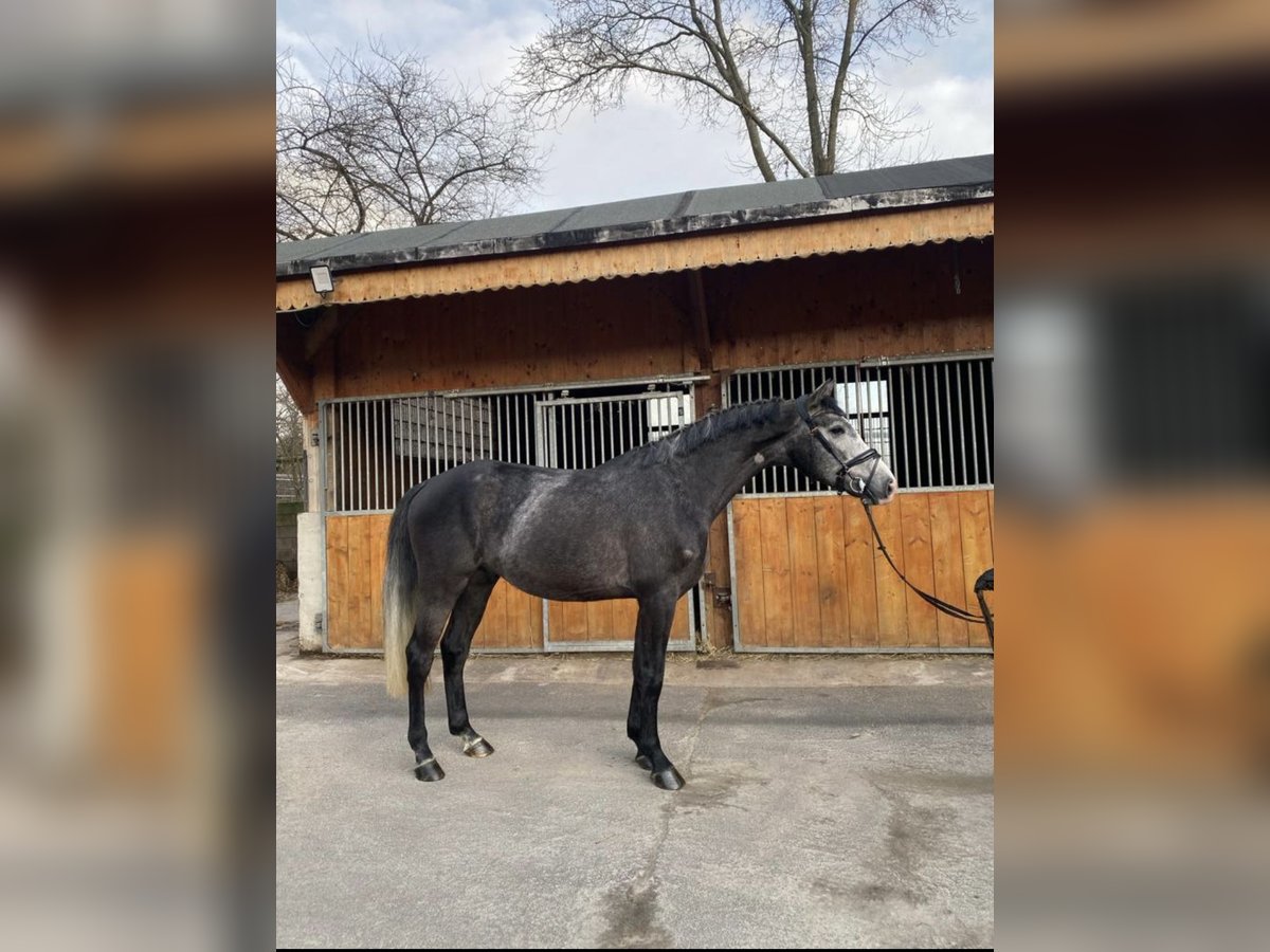 Belgijski koń gorącokrwisty Wałach 4 lat 165 cm Siwa in Dortmund