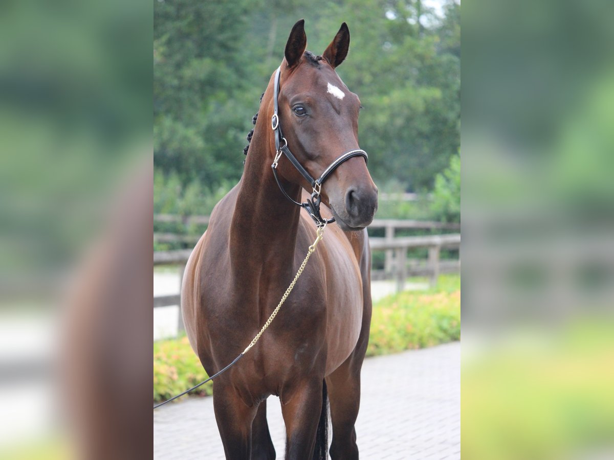 Belgijski koń gorącokrwisty Wałach 4 lat 166 cm Ciemnogniada in Laakdal