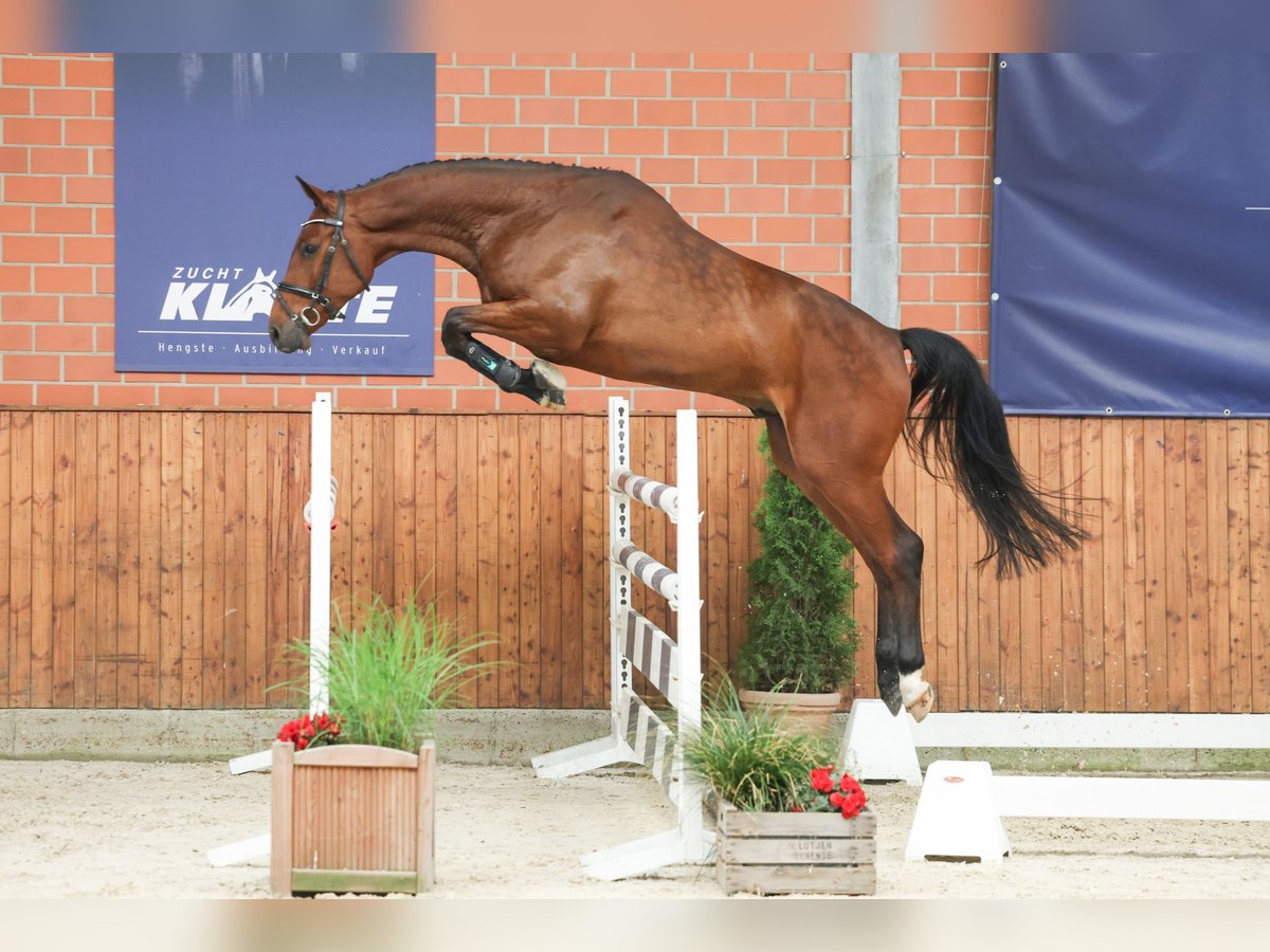 Belgijski koń gorącokrwisty Wałach 4 lat 168 cm Gniada in Lastrup