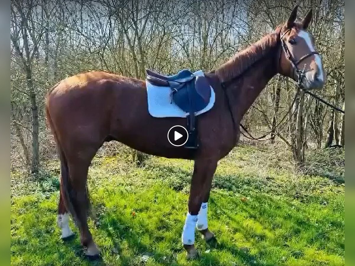 Belgijski koń gorącokrwisty Wałach 5 lat 176 cm Kasztanowata in Sint-Pieters-Leeuw