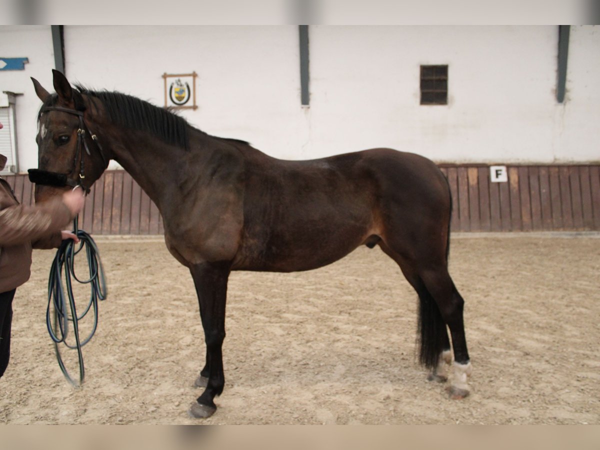 Belgijski koń gorącokrwisty Wałach 6 lat 165 cm Gniada in Geeste