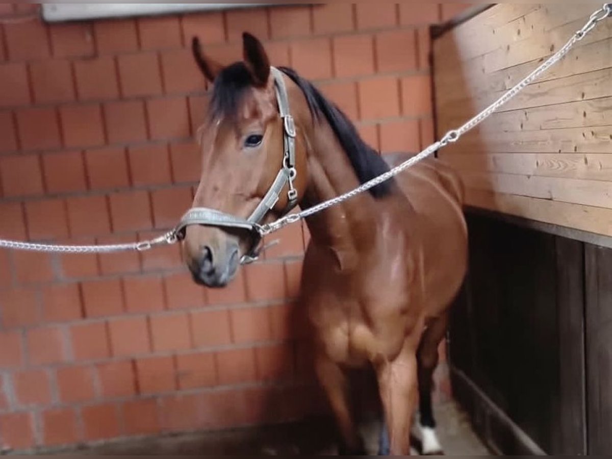 Belgijski koń gorącokrwisty Wałach 6 lat 170 cm Gniada in Lünen