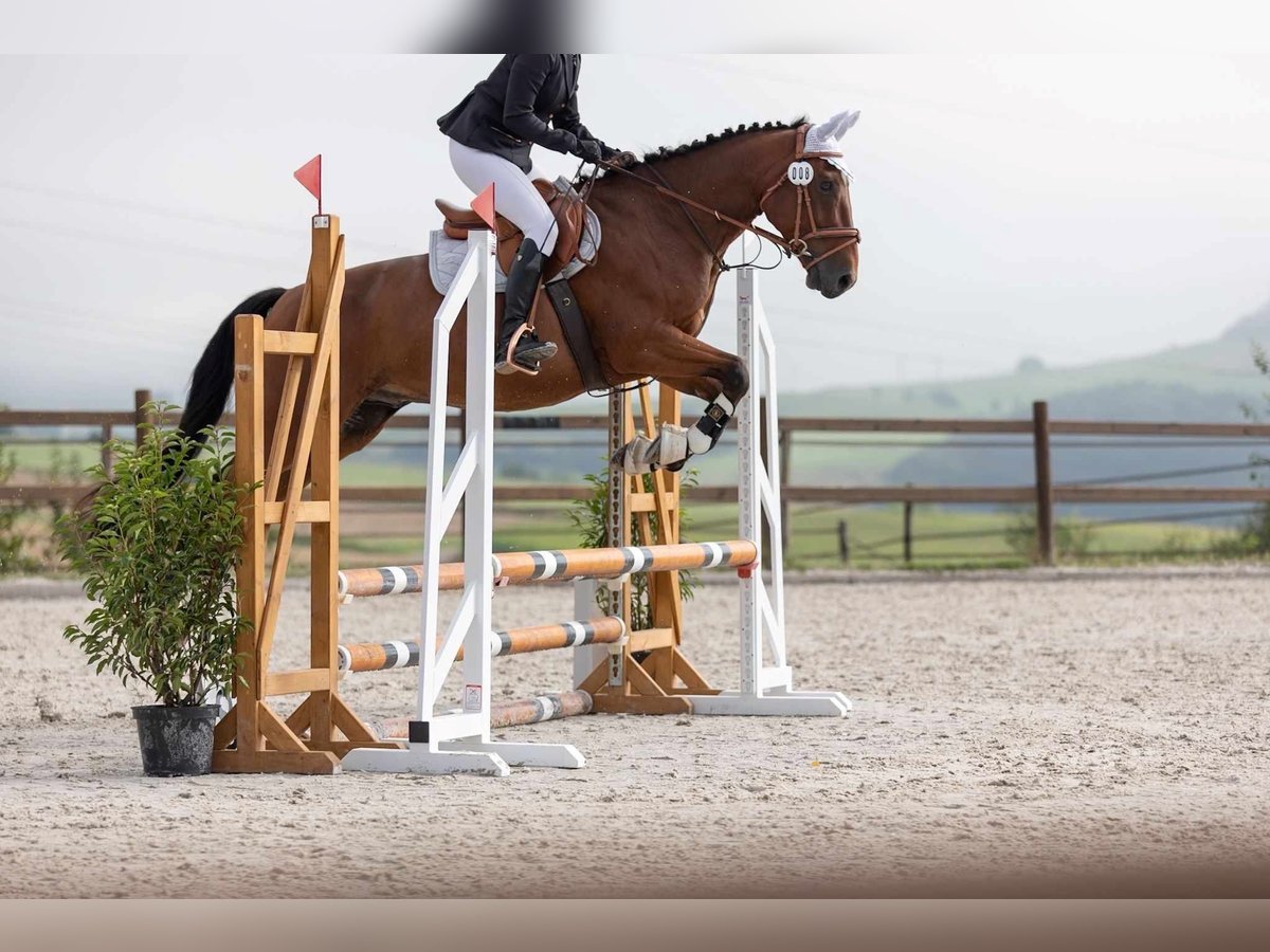 Belgijski koń gorącokrwisty Wałach 7 lat 158 cm Gniada in Boulaide