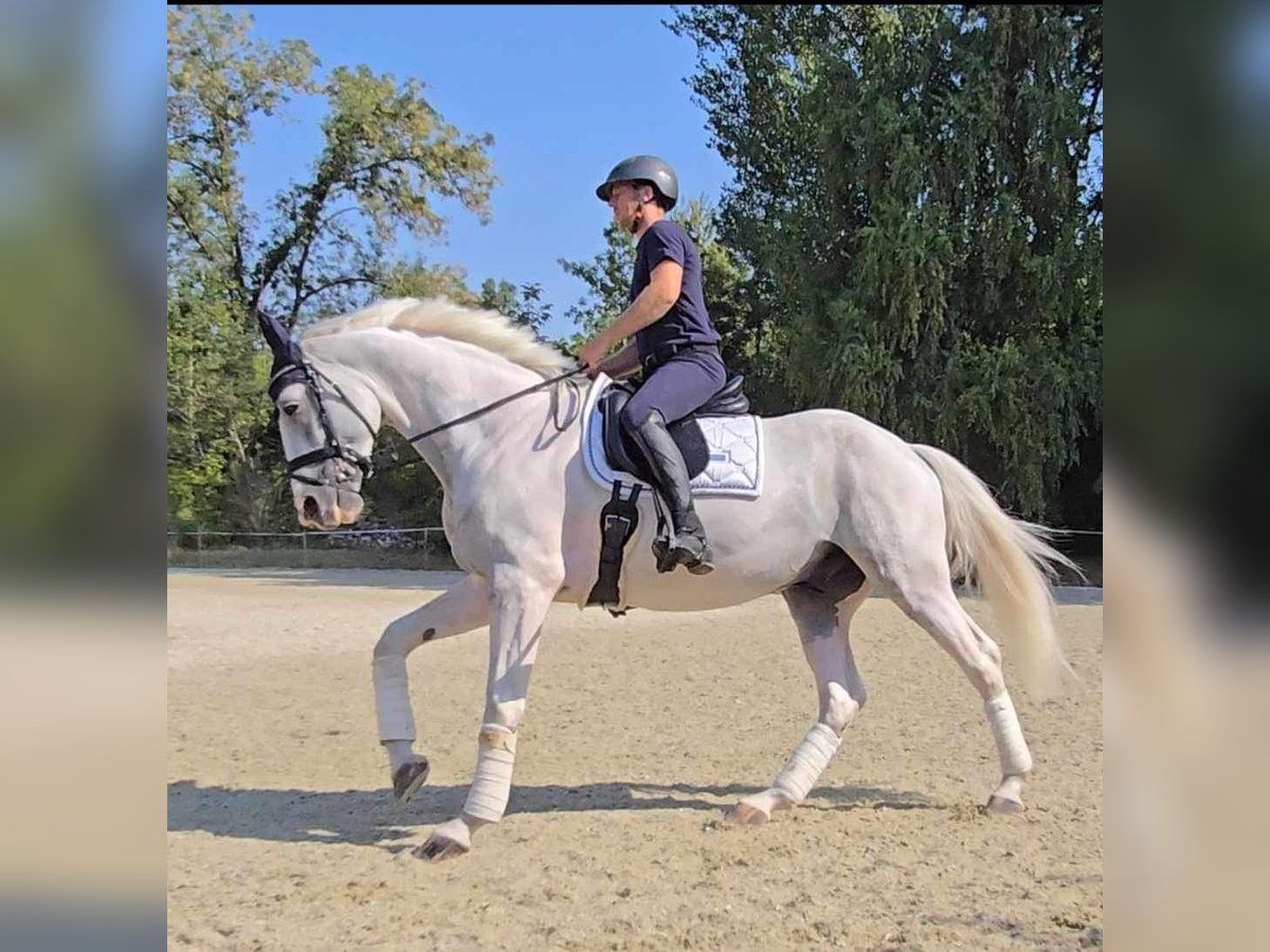 Belgijski koń gorącokrwisty Wałach 7 lat 165 cm Siwa in Rümpel/Elmenhorst