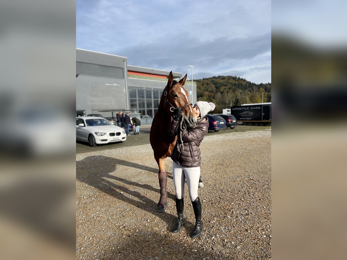 Belgijski koń gorącokrwisty Wałach 7 lat 166 cm Gniada in Reinach